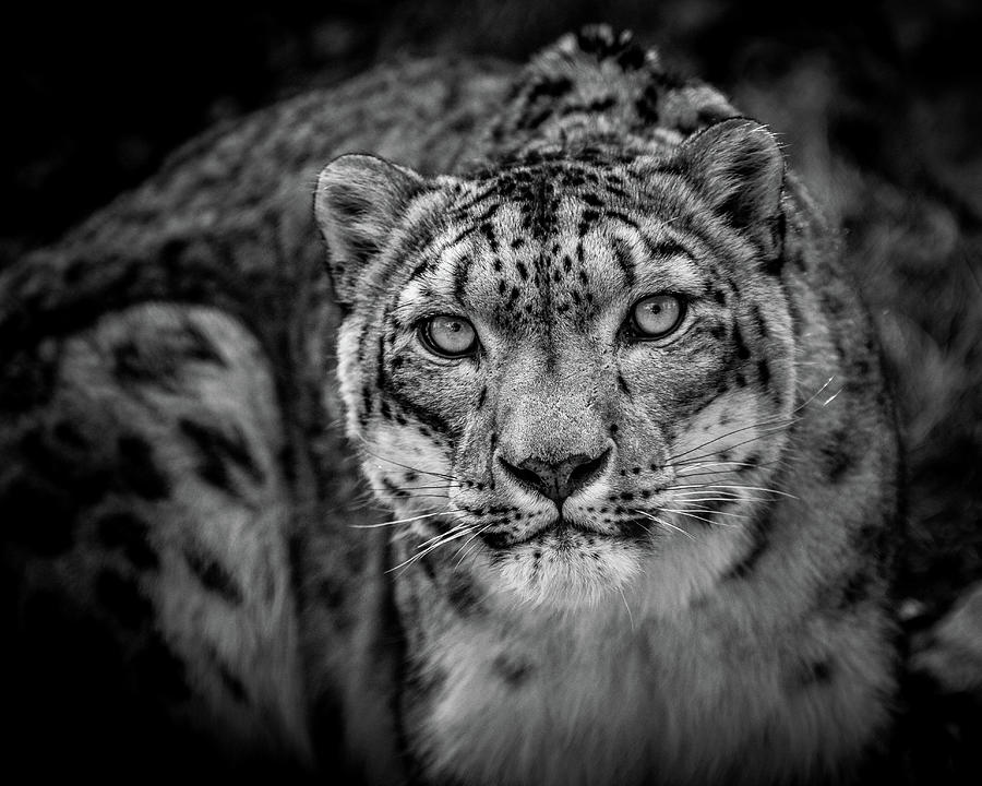 Big Cat Snow Leopard Photograph by Dennis Kelly - Fine Art America