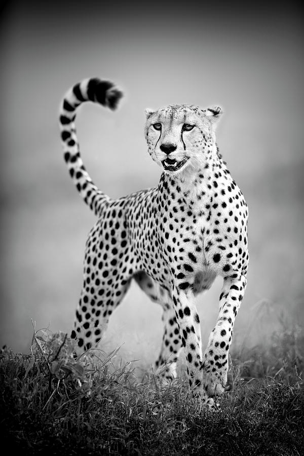 Big Cats of Africa - Cheetah Photograph by Stu Porter