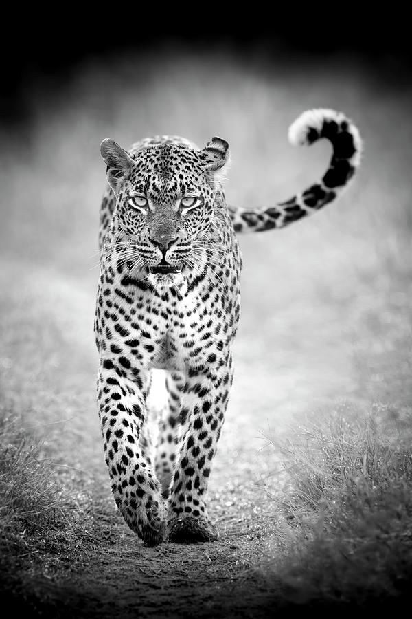Big Cats of Africa - Leopard, South Africa Photograph by Stu Porter
