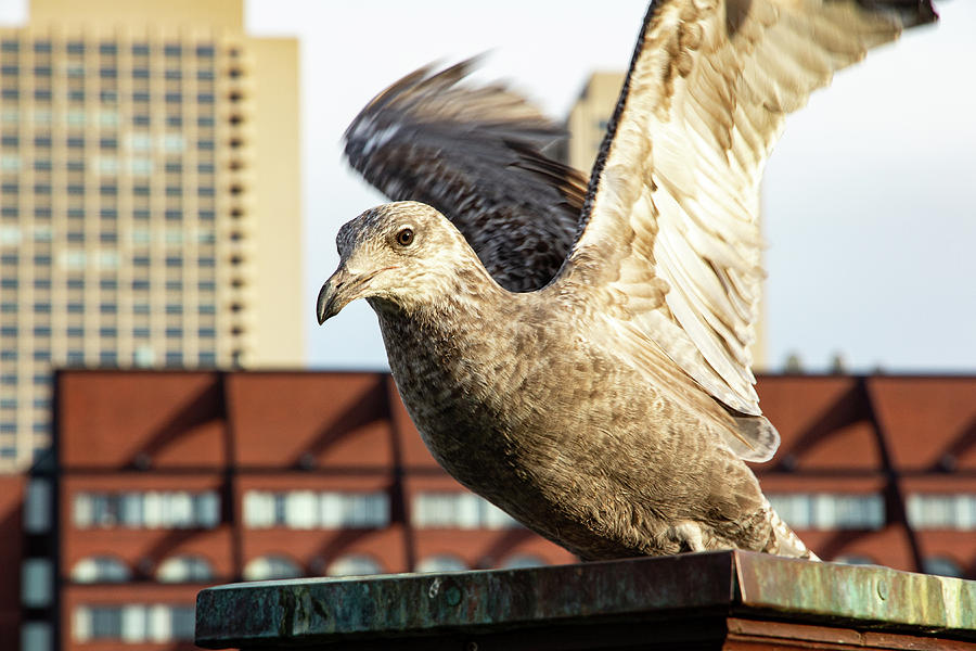 Big City Gull Photograph by Denise Kopko