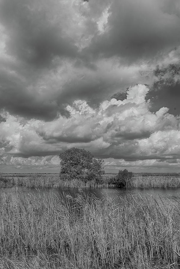 Big Clouds Small Tree Photograph by Alan Goldberg