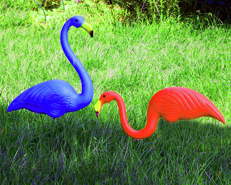 Big Colorful Birds Photograph by Andrew Lawrence
