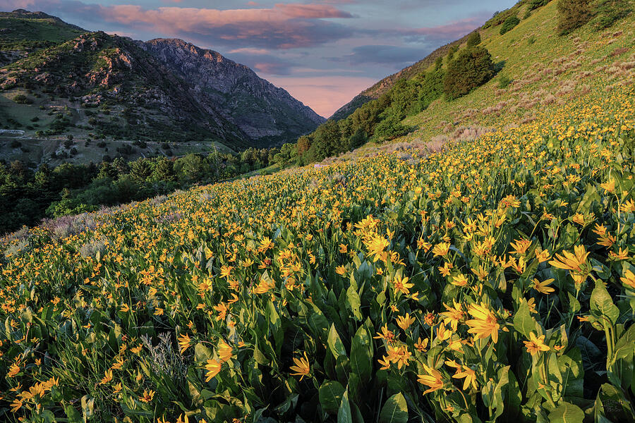 Big Cottonwood Canyon Wildflower Sunset - Salt Lake City, Utah Photograph by Brett Pelletier
