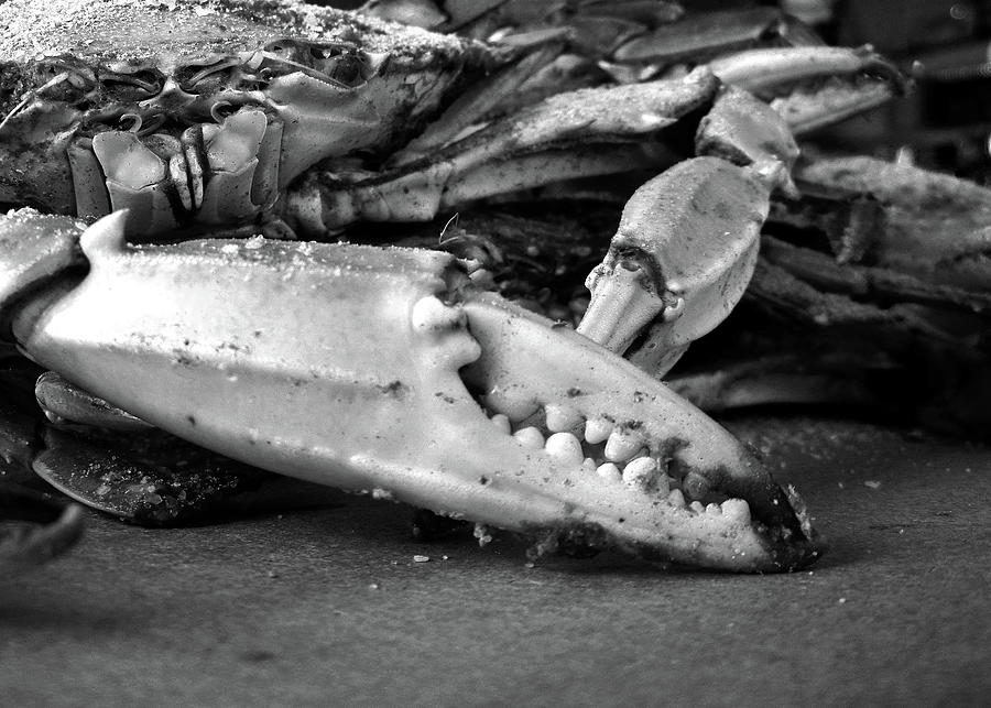 Big Crab Claw in Black and White Photograph by Bill Swartwout