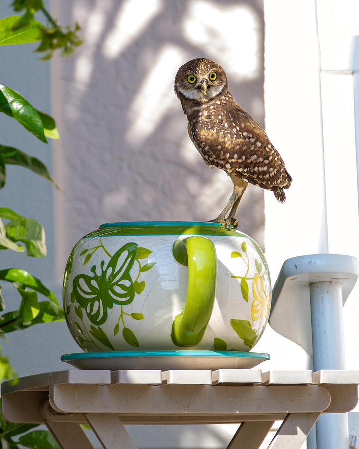 Owl Photograph - Big Cup, Big Smile by David Eppley