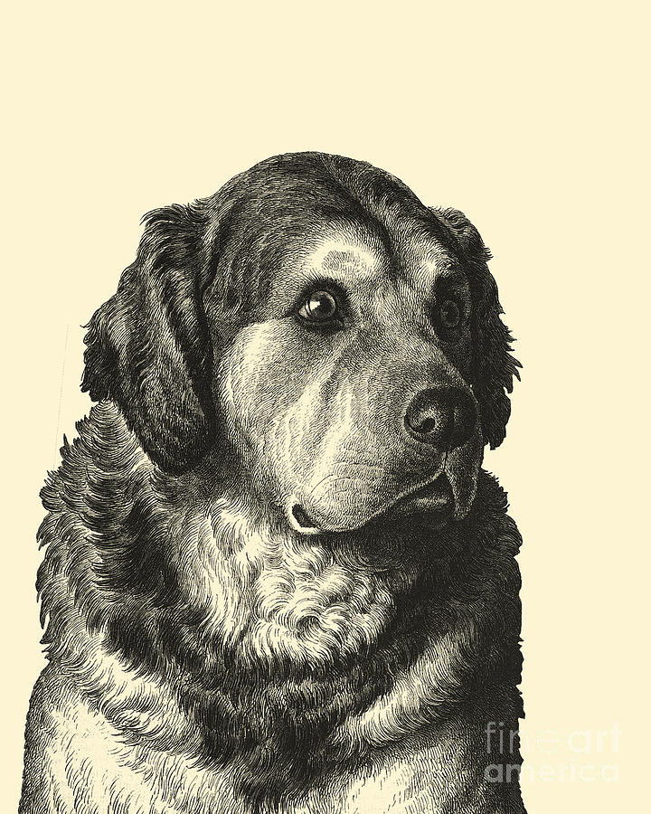 Dog Digital Art - Big Cute Dog Portrait by Madame Memento