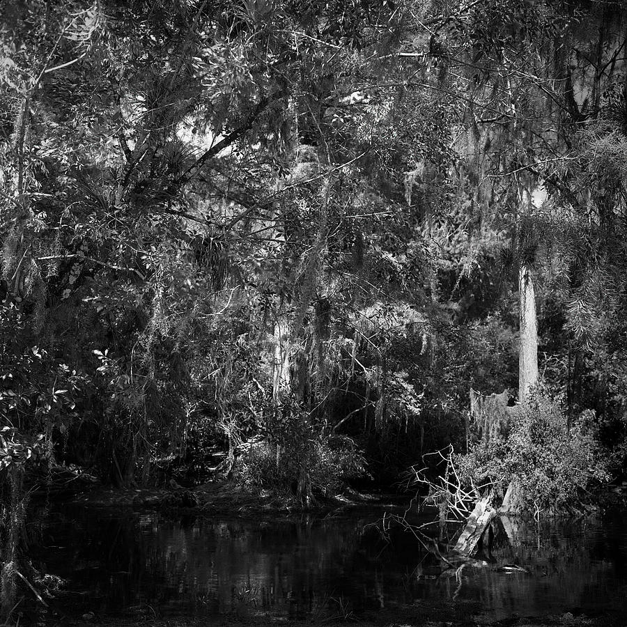 Big Cypress - 2  Photograph by Rudy Umans