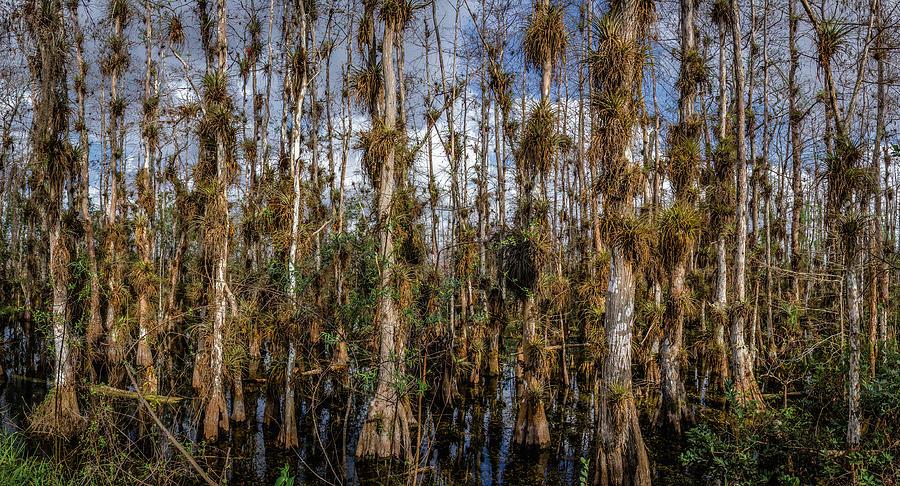 Big Cypress Forest Photograph by Posnov