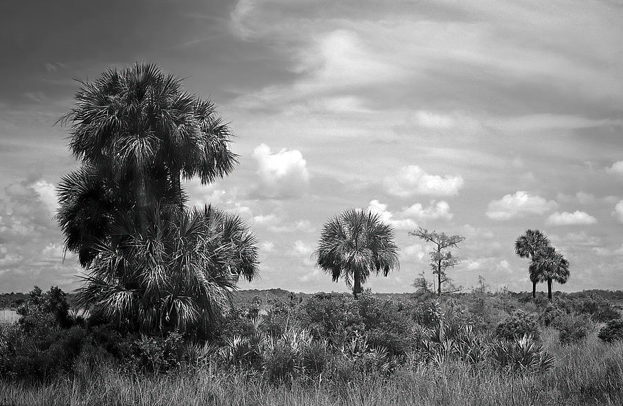 Big Cypress Palm Trees Photograph