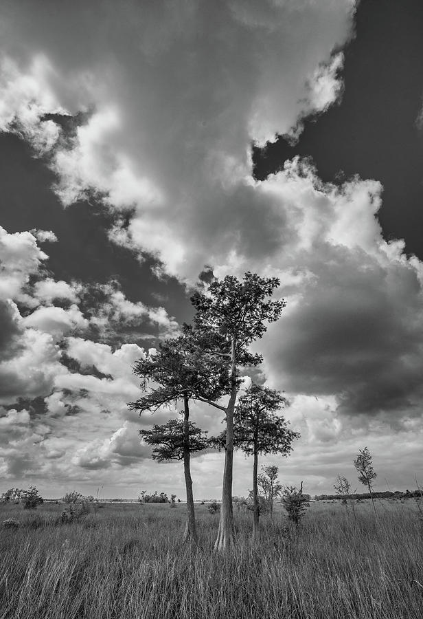 Big Cypress Prairie - 2021 Photograph by Joey Waves