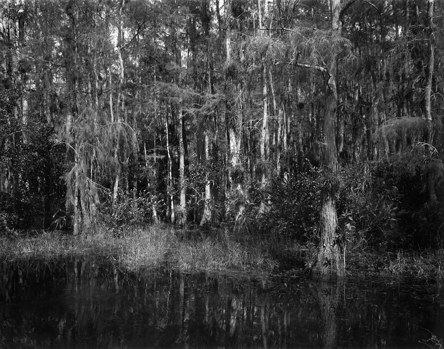 Big Cypress Preserve B/w Photograph