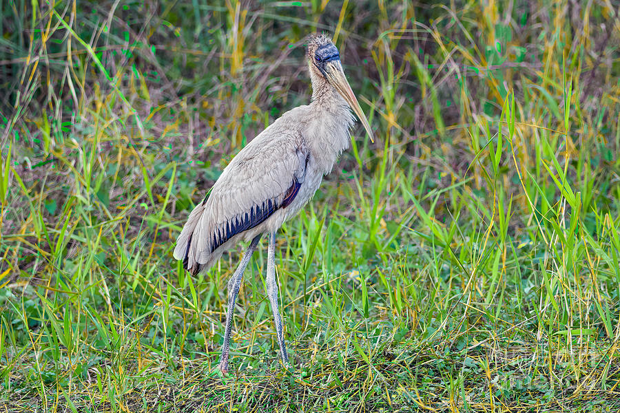 Big Cypress Resident Photograph By Judy Kay - Fine Art America