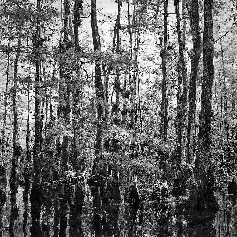 Big Cypress Swamp -1 Photograph by Rudy Umans