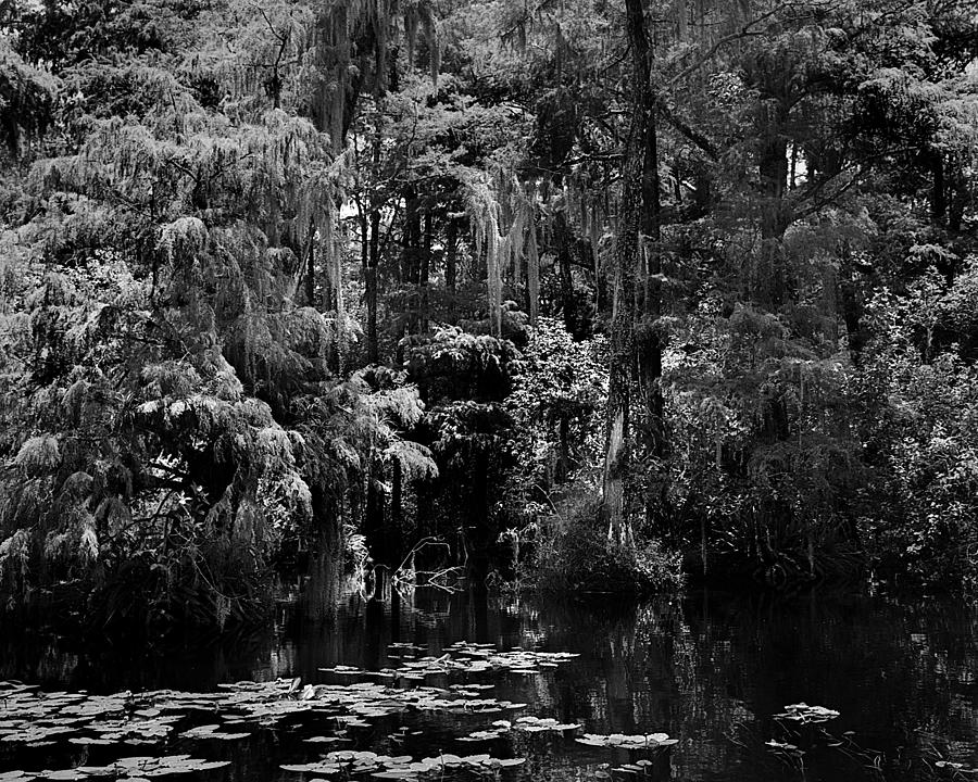 Big Cypress Swamp -2 Photograph by Rudy Umans