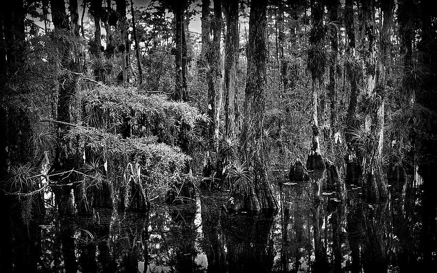 Nature Photograph - Big Cypress Swamp -3 by Rudy Umans