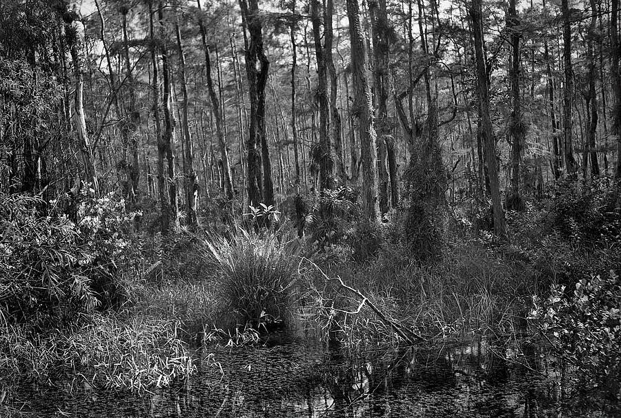 Big Cypress Swamp -4 Photograph by Rudy Umans
