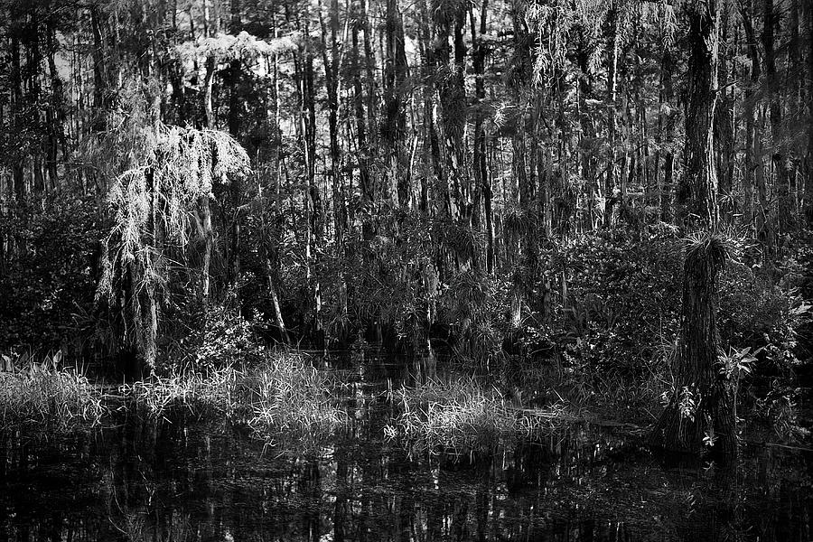 Big Cypress Swamp -5 Photograph by Rudy Umans