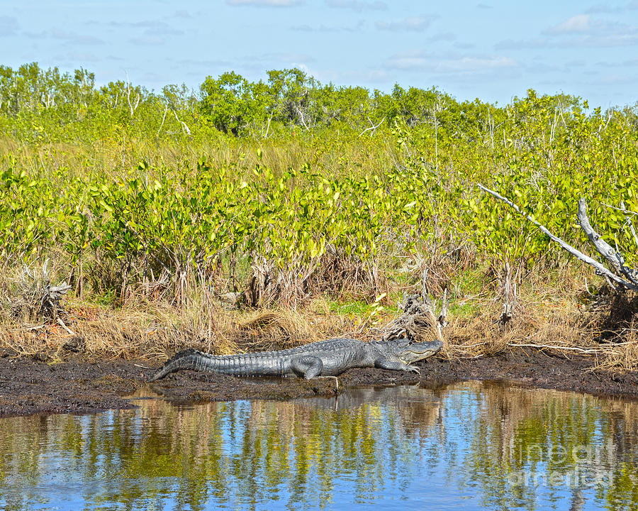 Big Cypress Swamp Alligator Photograph by Catherine Sherman