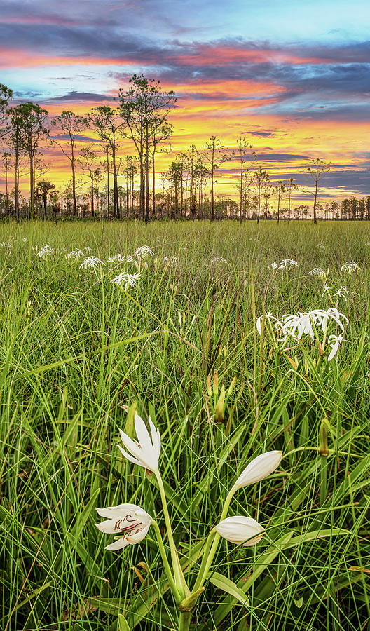 Big Cypress Swamp Lily  Photograph by Rudy Wilms