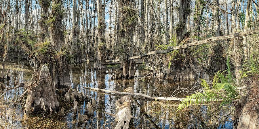Big Cypress Wilderness Photograph by Rudy Wilms
