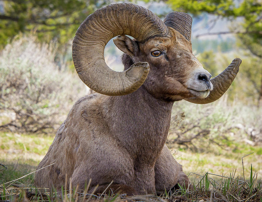 Big Daddy Photograph by Dan Kinghorn - Fine Art America