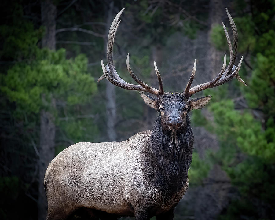 Big Daddy Photograph By Janelle Schroeder - Fine Art America