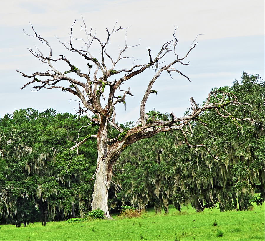 Big dead tree in Flemington Florida Photograph by Roger Epps - Fine Art ...