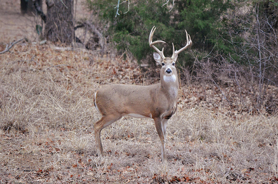 Big Deer Buck in the Wild Photograph by Gaby Ethington - Fine Art America