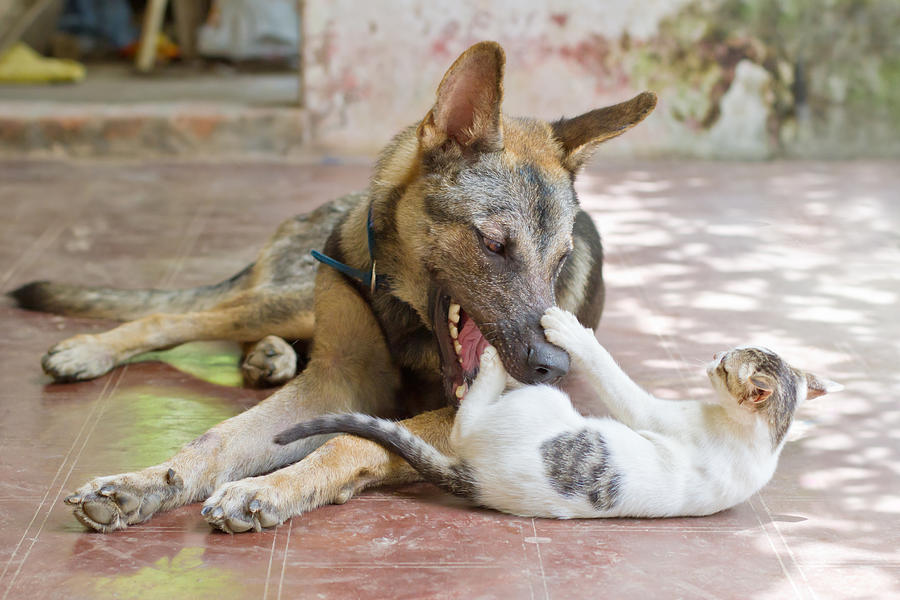 Big dog and kitten playing with each other Photograph by Nga Nguyen
