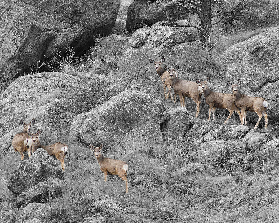Big Ear Mule Deer Herd Photograph by James BO Insogna