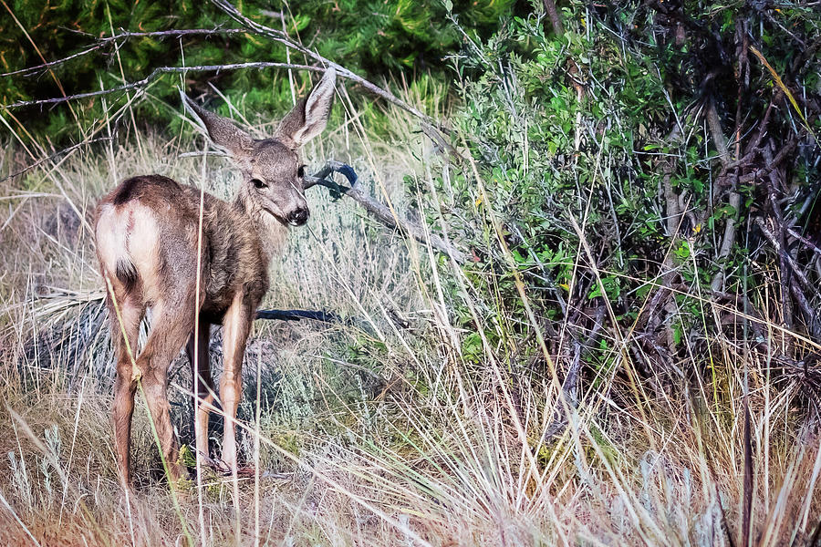 Big Ears For A Fawn To Grow Into Photograph