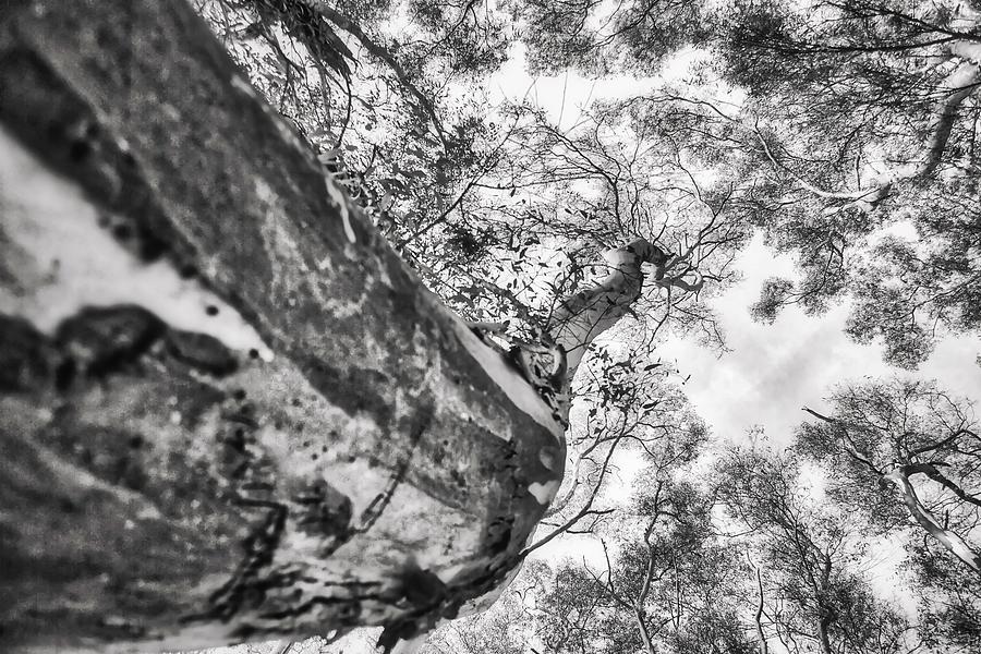 Big Eucalyptus Tree Trunk Photograph by Marco Sales