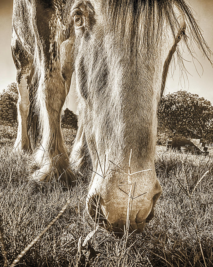 Big Eyed Clydesdale, Sepia Photograph by Don Schimmel - Pixels