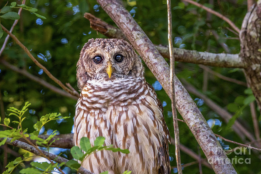 Big Eyed Owl Photograph by Tom Claud