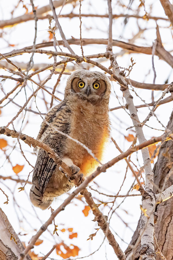 Big-eyed owlet branches out Photograph by Tony Hake