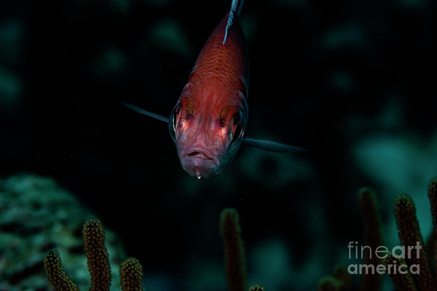 Big Eyed Squirrelfish Photograph by JT Lewis