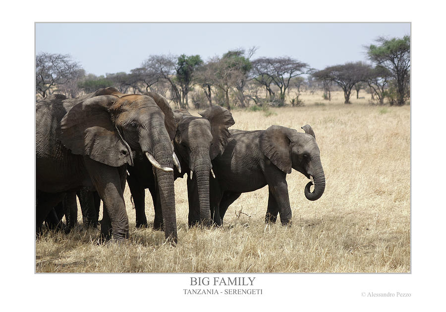 Big Family Photograph by Alessandro Pezzo