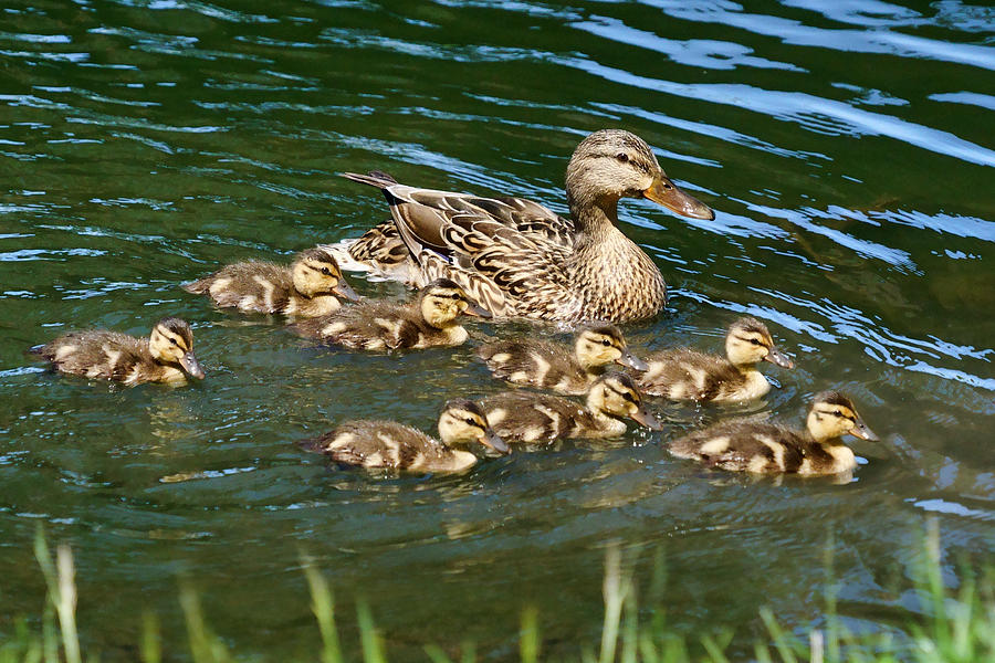 Big Family - Mallard Hen and Ducklings Photograph by Nikolyn McDonald