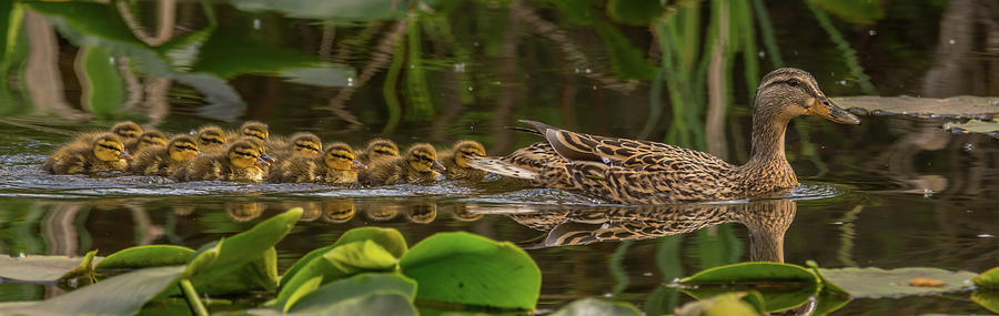Big Family Of Ducks Photograph