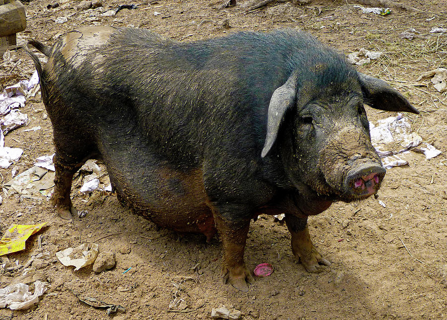 Big fat pig Photograph by Jeremy Holton