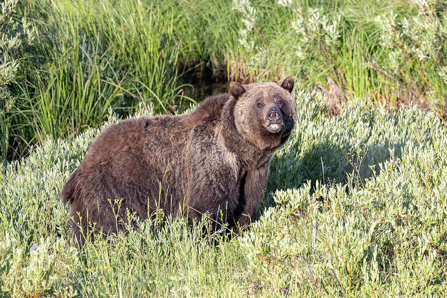 Big Female Grizzly Keeping Watch Photograph by Tony Hake