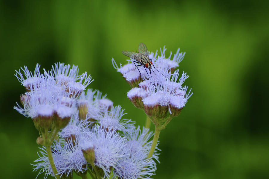 Big Fly On Misty Wildflowers Photograph