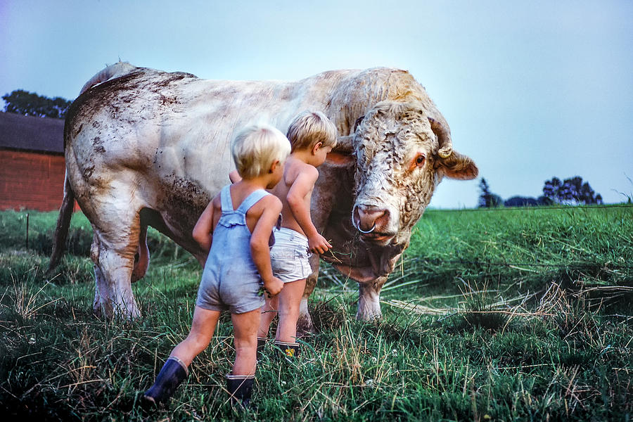 Big Friendly Bull And The Kids Photograph