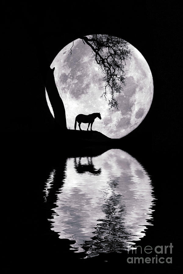 Big Full Moon And Horse and Water Photograph by Stephanie Laird