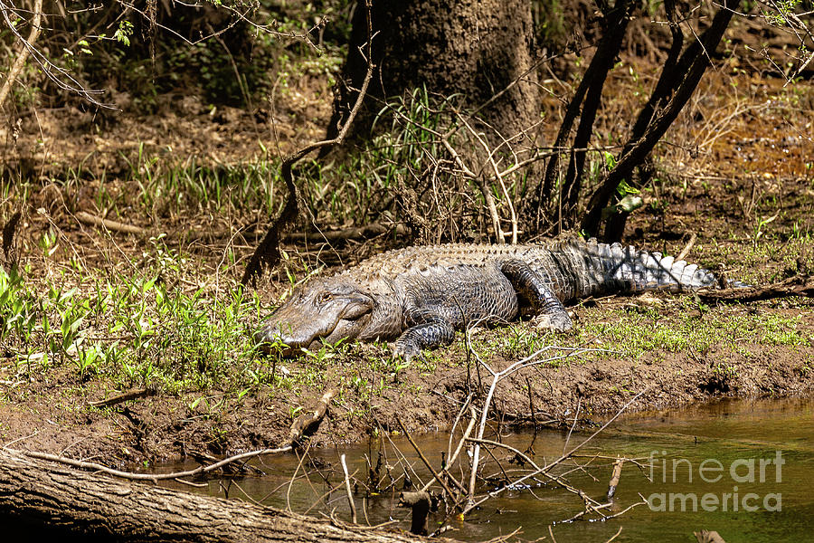 Big Gator - Congaree Creek Photograph by Charles Hite