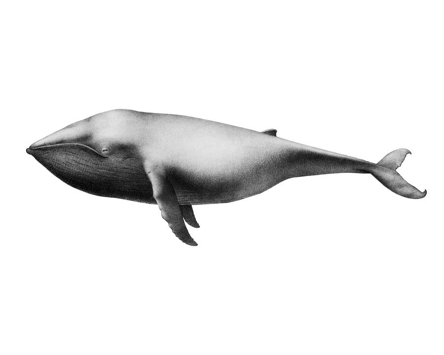 Whale Digital Art - Big Gray Whale by Madame Memento