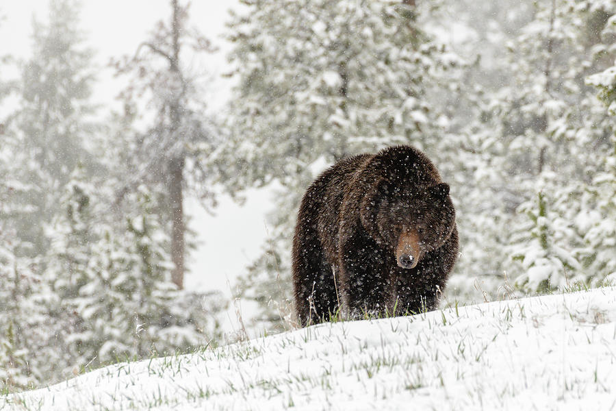 Big Grizzly Daddy Photograph by Yeates Photography - Fine Art America