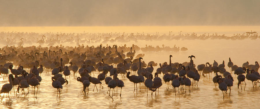 Big group flamingos on the lake. Kenya. Photograph by Andreygudkov
