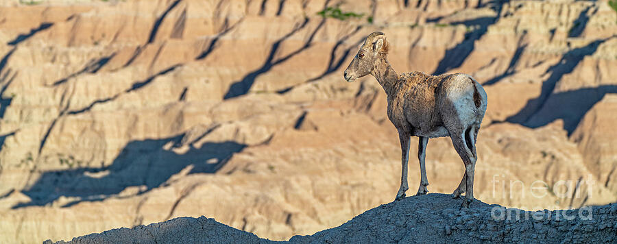 Big Horn at Daybreak Photograph by Brian Kamprath Big Horn at Daybreak Photograph by Brian Kamprath