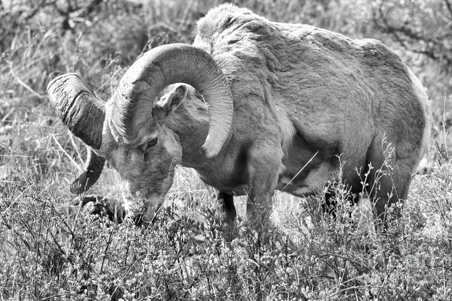 Big Horn Grazing Closeup Black And White Photograph by Adam Jewell
